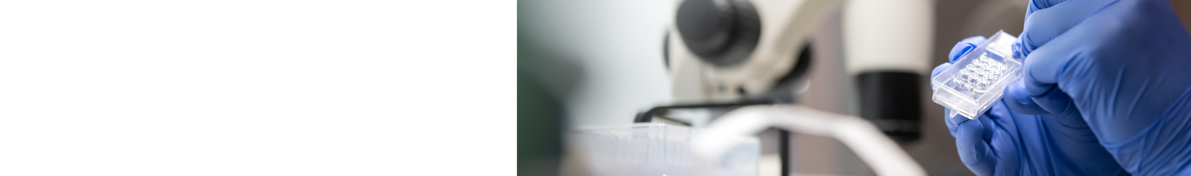 An embryo being handled by a staff member with a glove